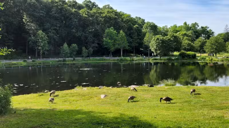 Gedney Park - Chappaqua, NY