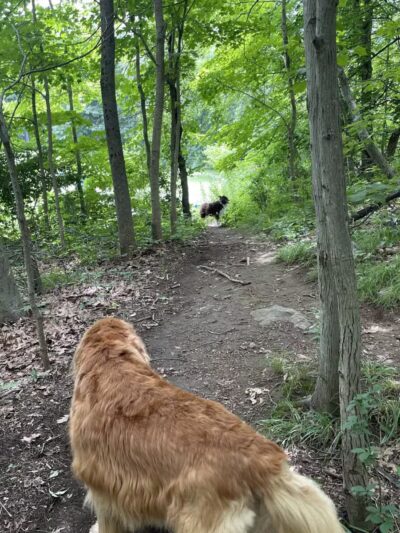 Gedney Park - Chappaqua, NY