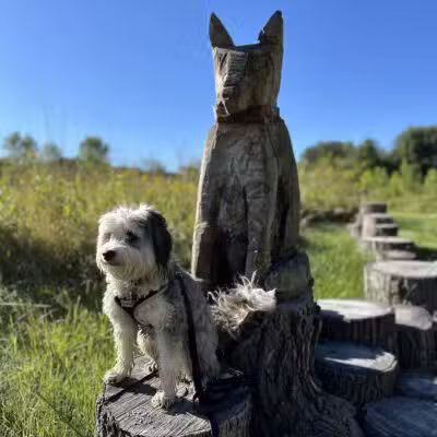 Arb Dog Commons - Chaska, MN