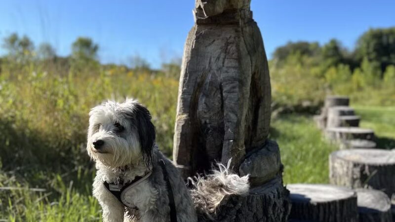 Arb Dog Commons - Chaska, MN
