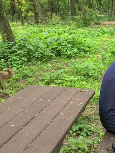 Chaska Off-Leash Dog Park - Chaska, MN