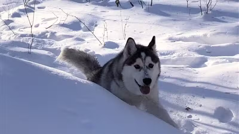Chaska Off-Leash Dog Park - Chaska, MN