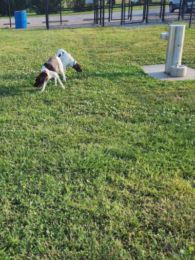 City Park Dog Park - Chesapeake, VA
