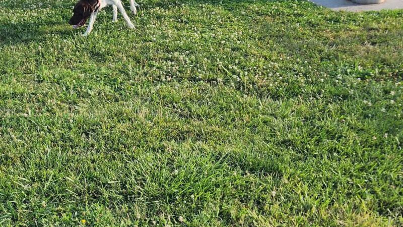 City Park Dog Park - Chesapeake, VA