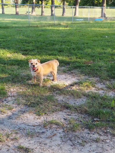 City Park Dog Park - Chesapeake, VA