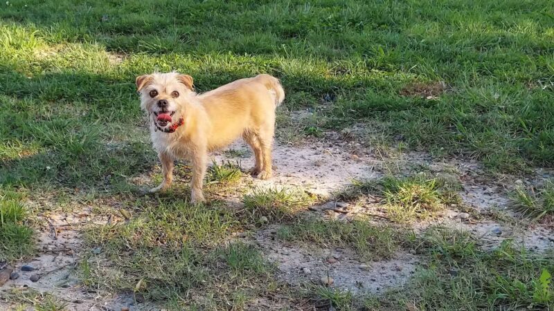 City Park Dog Park - Chesapeake, VA