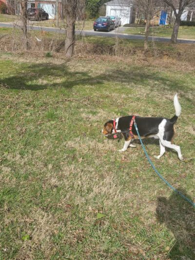 Chevy Chase Local Park - Chevy Chase, MD