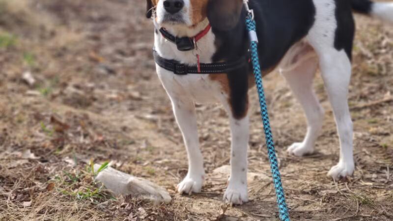 Chevy Chase Local Park - Chevy Chase, MD