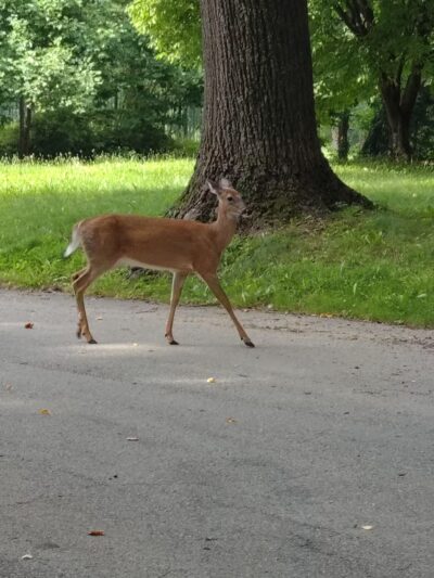 North Chevy Chase Local Park - Chevy Chase, MD