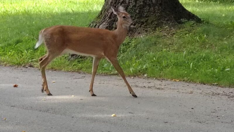 North Chevy Chase Local Park - Chevy Chase, MD