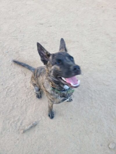 DeGarmo Dog Park - Chico, CA