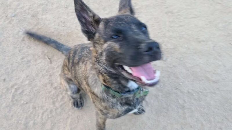 DeGarmo Dog Park - Chico, CA