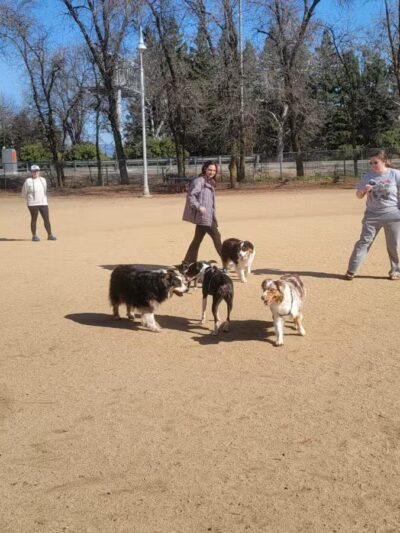 DeGarmo Dog Park - Chico, CA