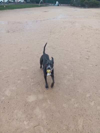 DeGarmo Dog Park - Chico, CA