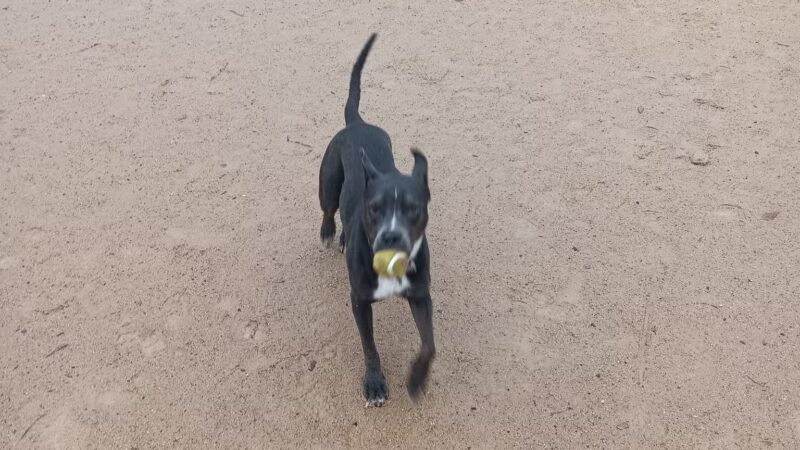 DeGarmo Dog Park - Chico, CA