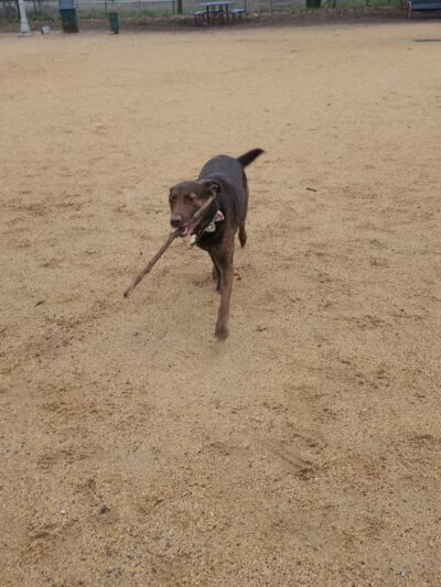 DeGarmo Dog Park - Chico, CA