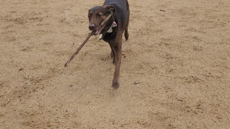 DeGarmo Dog Park - Chico, CA