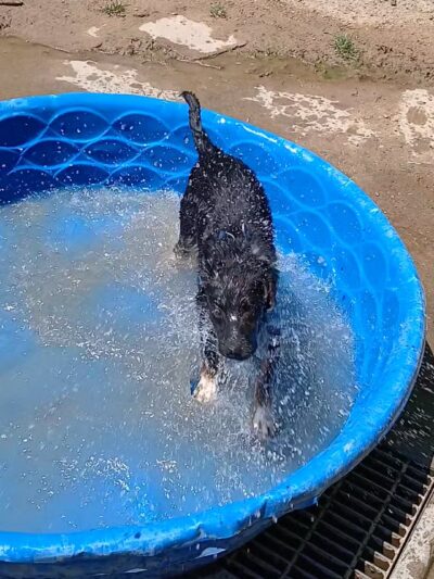 DeGarmo Dog Park - Chico, CA