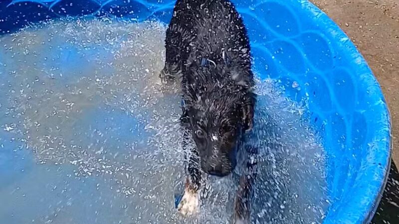 DeGarmo Dog Park - Chico, CA