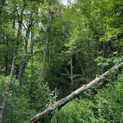 Thurston Park - China, ME