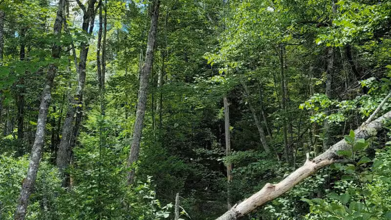 Thurston Park - China, ME