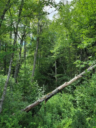 Thurston Park - China, ME