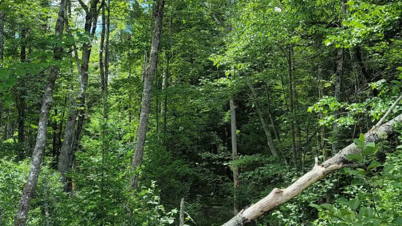 Thurston Park - China, ME