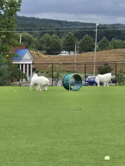 Dog Parks at Christiansburg Huckleberry Park - Christiansburg, VA