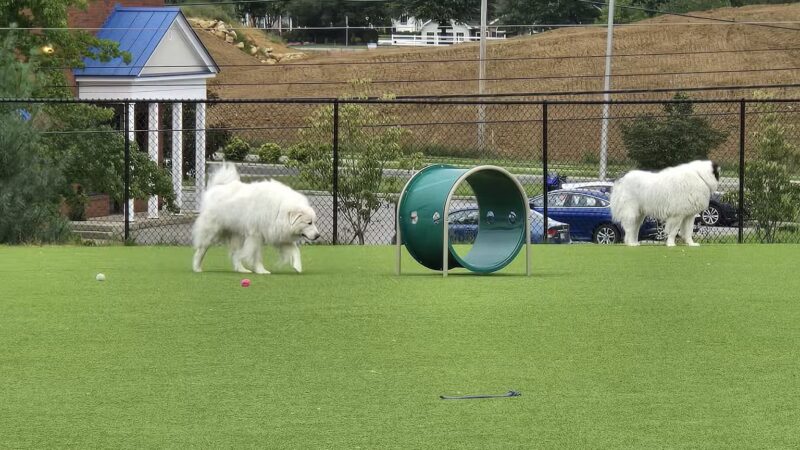 Dog Parks at Christiansburg Huckleberry Park - Christiansburg, VA