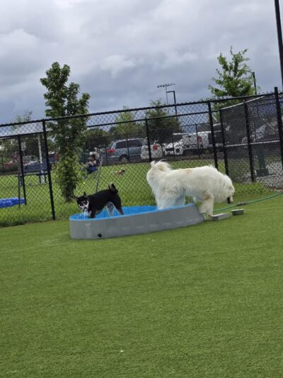 Dog Parks at Christiansburg Huckleberry Park - Christiansburg, VA