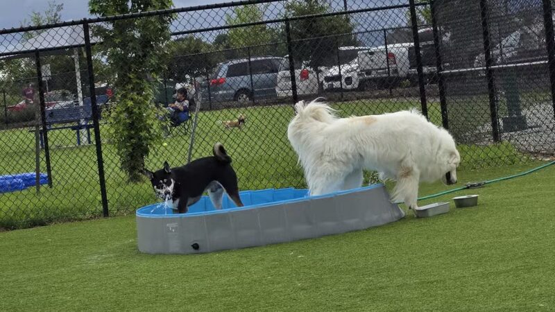 Dog Parks at Christiansburg Huckleberry Park - Christiansburg, VA