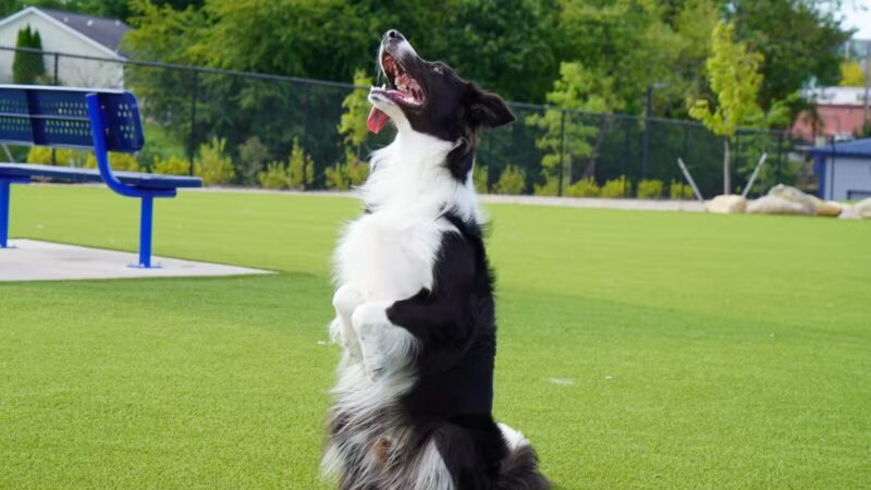 Dog Parks at Christiansburg Huckleberry Park - Christiansburg, VA