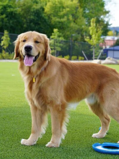 Dog Parks at Christiansburg Huckleberry Park - Christiansburg, VA