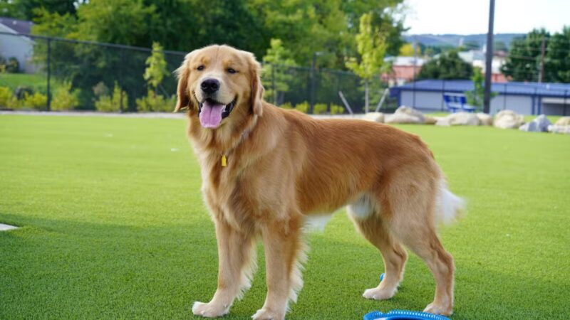 Dog Parks at Christiansburg Huckleberry Park - Christiansburg, VA