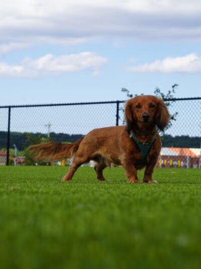 Dog Parks at Christiansburg Huckleberry Park - Christiansburg, VA