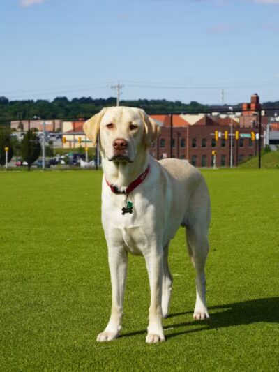 Dog Parks at Christiansburg Huckleberry Park - Christiansburg, VA
