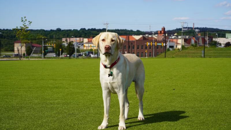 Dog Parks at Christiansburg Huckleberry Park - Christiansburg, VA