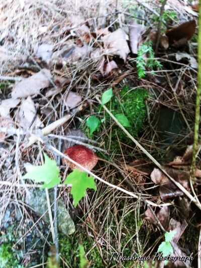 Veterans Park - Claremont, NH