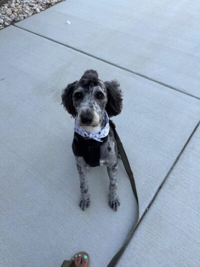 Dogtopia of Clarksville - Clarksville, MD