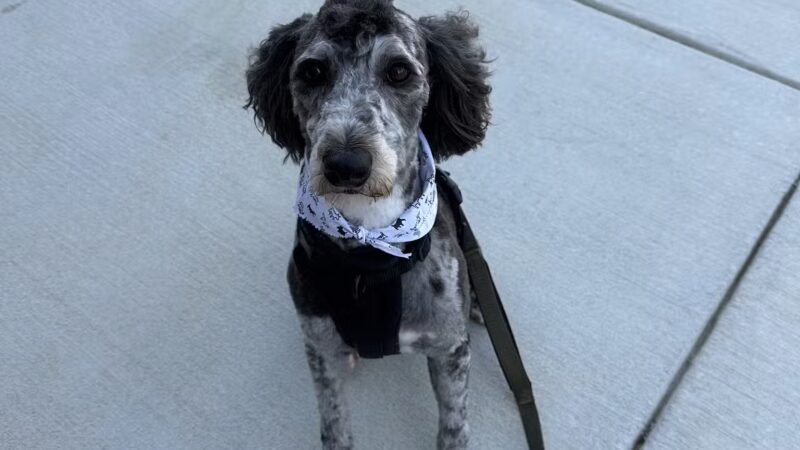 Dogtopia of Clarksville - Clarksville, MD