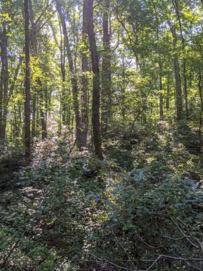 Middle Patuxent Environmental Area - Clarksville, MD