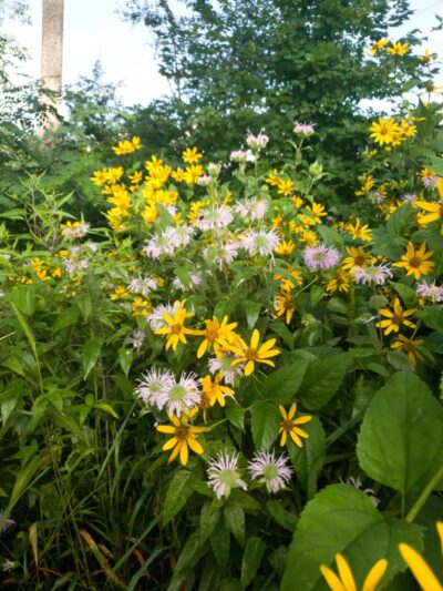 Middle Patuxent Environmental Area & Foundation Parking - Clarksville, MD