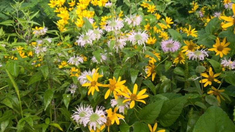 Middle Patuxent Environmental Area & Foundation Parking - Clarksville, MD