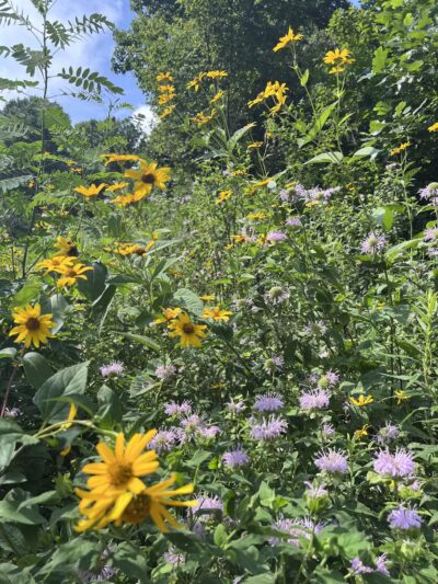 Middle Patuxent Environmental Area & Foundation Parking - Clarksville, MD