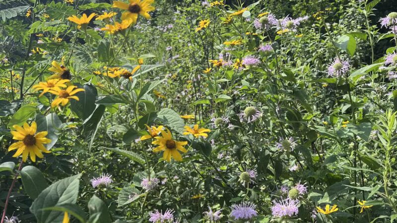 Middle Patuxent Environmental Area & Foundation Parking - Clarksville, MD