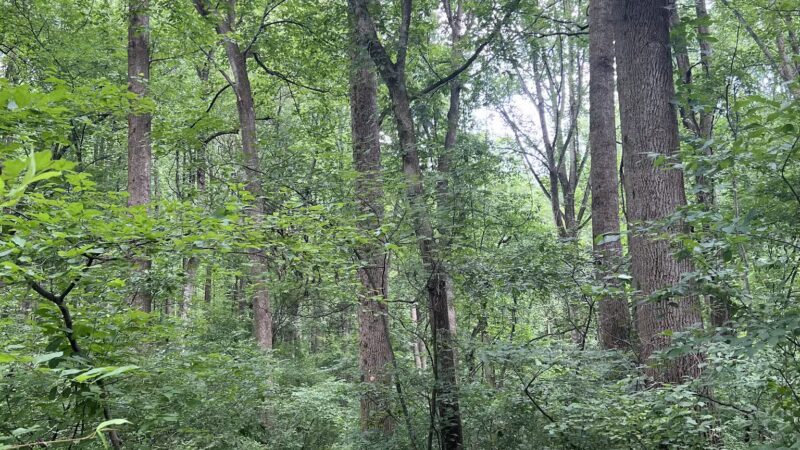 Middle Patuxent Environmental Area & Foundation Parking - Clarksville, MD