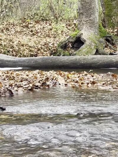 Middle Patuxent Environmental Area - Clarksville, MD