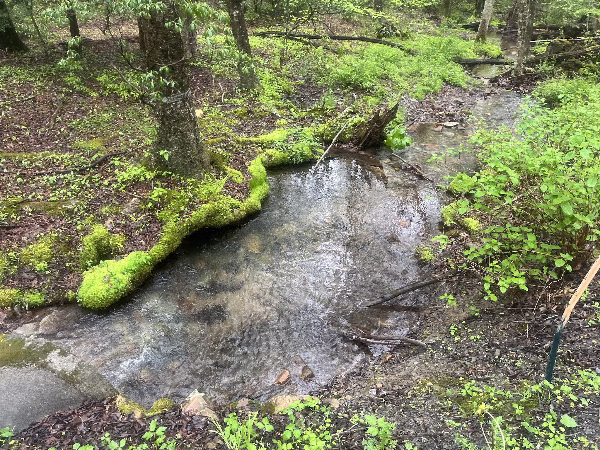 Mid State Trail - Clearville, PA