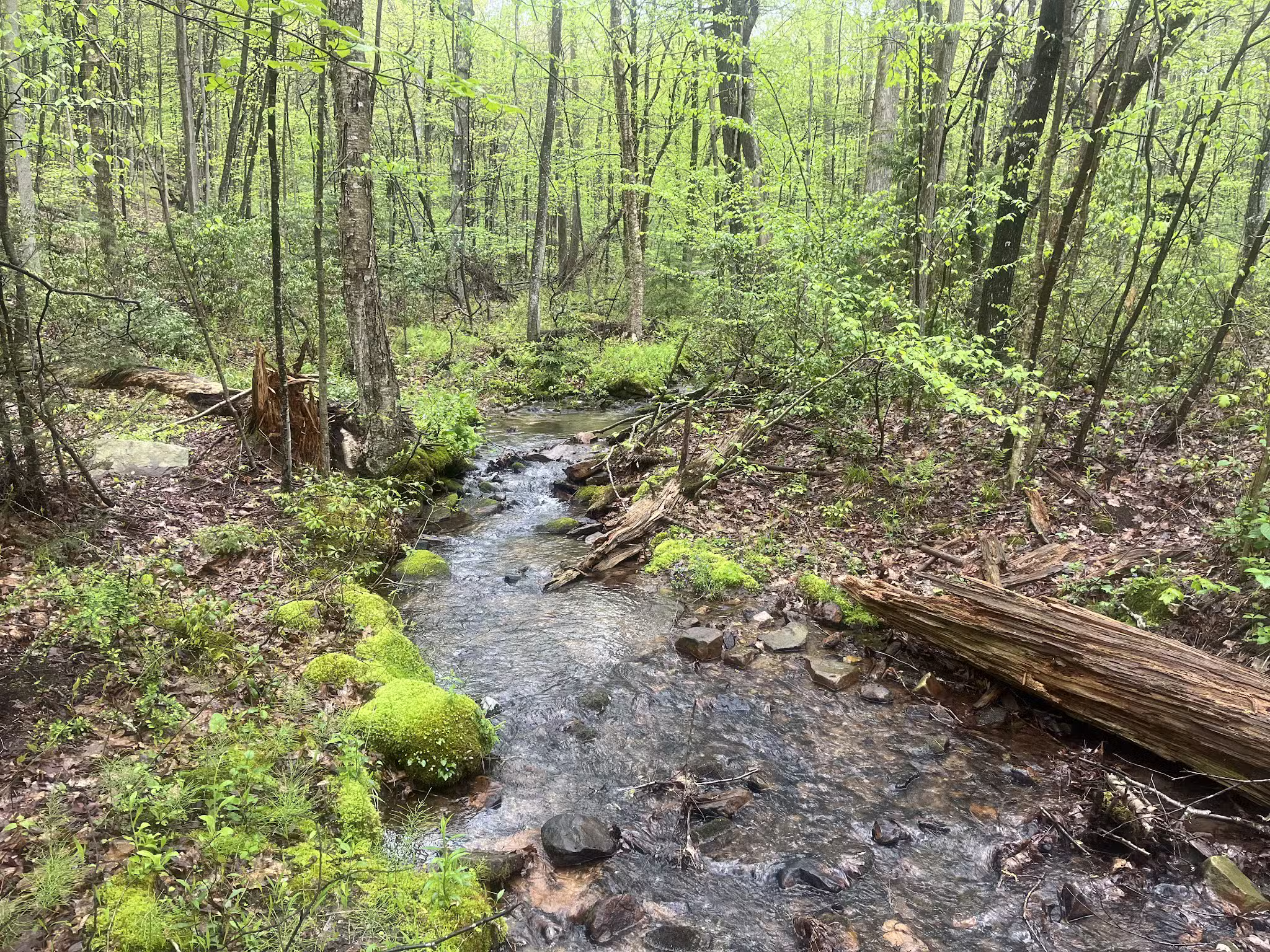 Mid State Trail - Clearville, PA