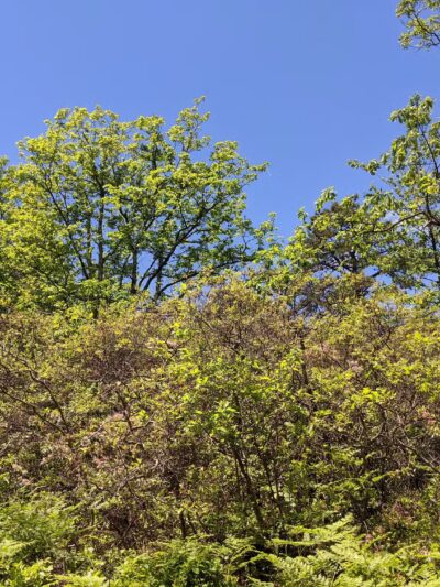 Mid State Trail - Clearville, PA